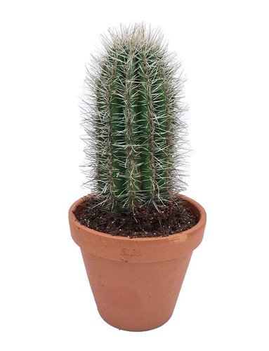 cactus-prinly
