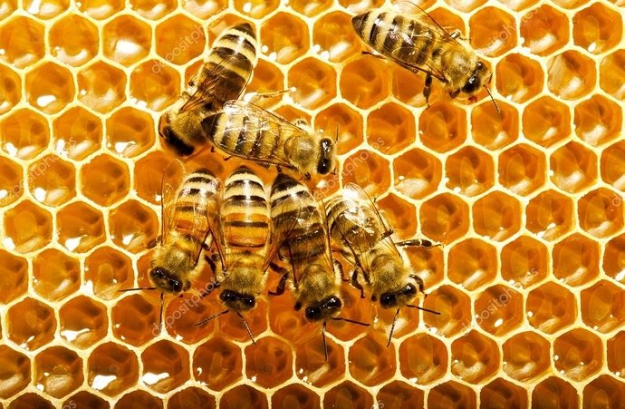 depositphotos_13153525-stockafbeelding-bijen-werkt-op-honingraten