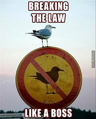 seagull-breaking-the-law-like-a-boss-mb