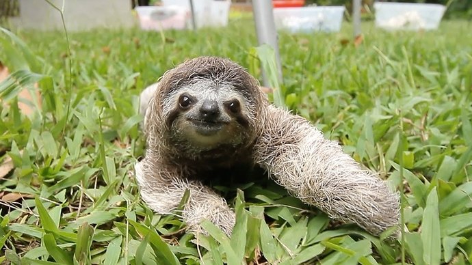 sloth