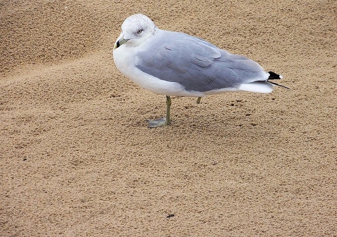 seagull-13667_960_720