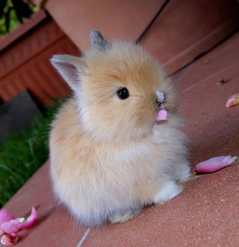 cutest-bunny-rabbits-05