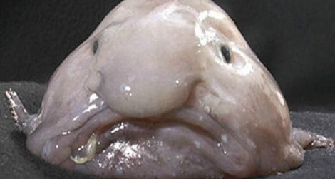 Blobfish-ugly-470